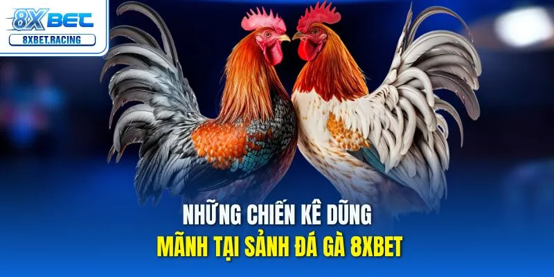 Những chiến kê dũng mãnh tại sảnh đá gà 8xbet