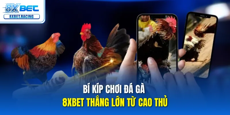 Bí kíp chơi đá gà 8xbet thắng lớn từ cao thủ